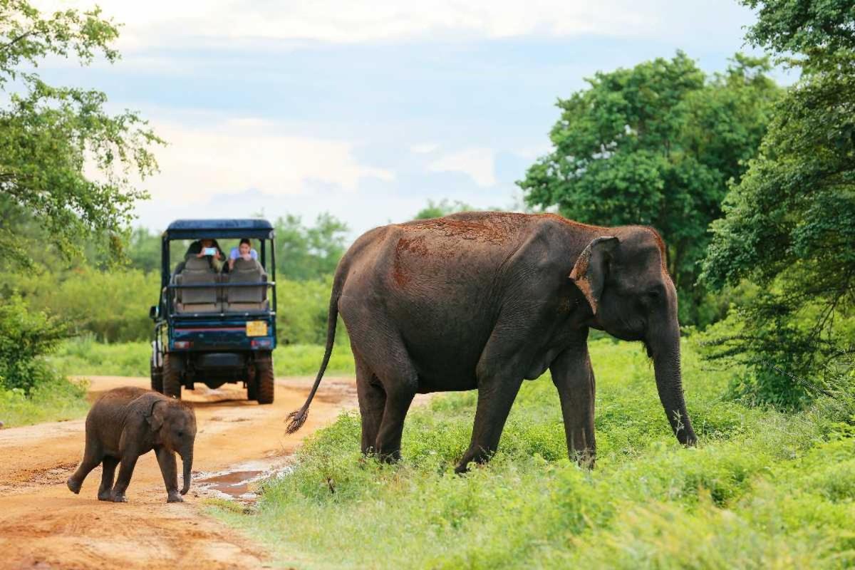 Wild Park Safari Home Stay Udawalawe Exterior foto